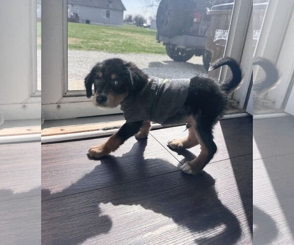 Medium Photo #8 Beagle-Unknown Mix Puppy For Sale in Columbus, IN, USA