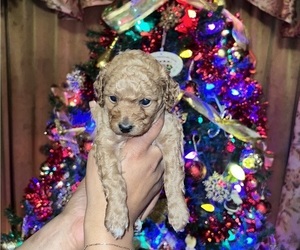 Poodle (Toy) Puppy for sale in MERCED, CA, USA