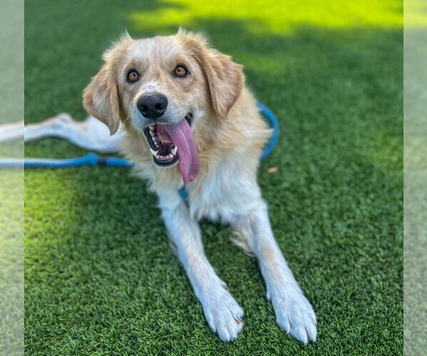 Medium Photo #2 Golden Retriever Puppy For Sale in Salinas, CA, USA