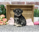 Small #4 Schnauzer (Miniature)