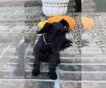 Small #1 Schnauzer (Miniature)