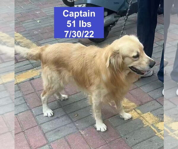 Medium Photo #4 Golden Retriever Puppy For Sale in West Hollywood, CA, USA