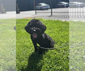 Maltipoo Dogs for adoption in Modesto, CA, USA