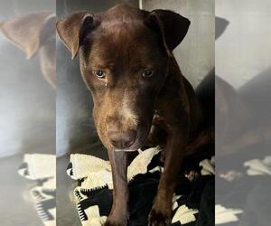 American Pit Bull Terrier Dogs for adoption in Downey, CA, USA
