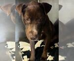 Small American Pit Bull Terrier