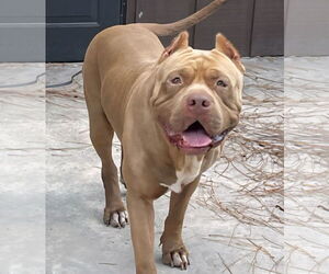American Bulldog Dogs for adoption in Royal Palm Beach, FL, USA