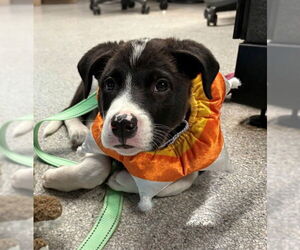 American Pit Bull Terrier-Unknown Mix Dogs for adoption in Santa Barbara, CA, USA