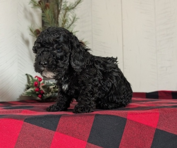 Medium Photo #9 Cockapoo (Miniature) Puppy For Sale in GOSHEN, IN, USA