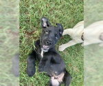 Small #2 Labrador Retriever Mix