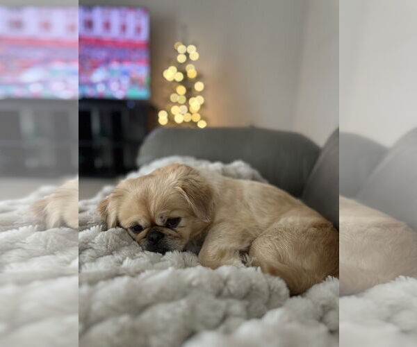 Medium Photo #3 Pekingese Puppy For Sale in St. Louis Park, MN, USA