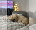 Small #2 Pekingese