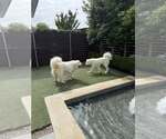 Small #3 Great Pyrenees
