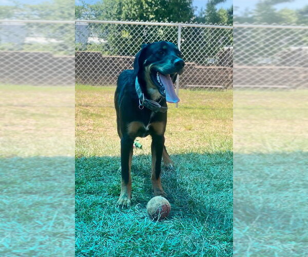 Medium Photo #3 Euro Mountain Sheparnese Puppy For Sale in Bryant, AR, USA