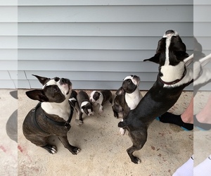 Boston Terrier Puppy for sale in DAYTON, OH, USA