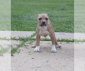 American Bully Puppy for sale in CHAMPAIGN, IL, USA