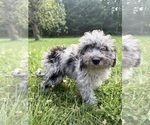 Small #32 Cavapoo (Miniature)