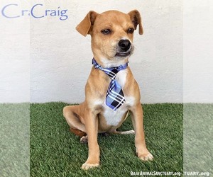 Chug Dogs for adoption in San Diego, CA, USA