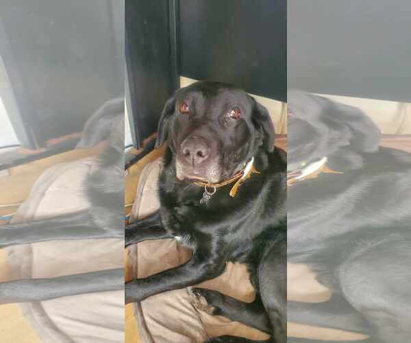 Medium Photo #1 Labrador Retriever Puppy For Sale in Crystal, MN, USA