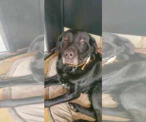 Labrador Retriever Dogs for adoption in Crystal, MN, USA