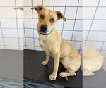 Small Labrador Retriever Mix