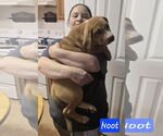 Small #5 Labrador Retriever Mix