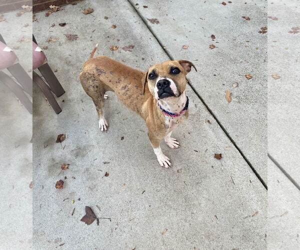 Medium Photo #2 Bulldog-Staffordshire Bull Terrier Mix Puppy For Sale in Thomasville, NC, USA