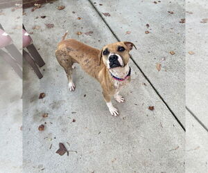 Phoebe - Female Bulldog-Staffordshire Bull Terrier Mix Dog for Adoption - Photo #2