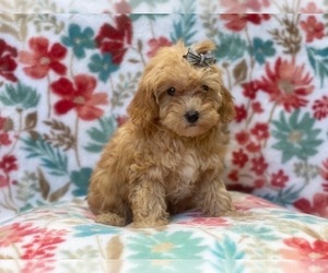 Goldendoodle-Poodle (Toy) Mix Puppy for sale in LAKELAND, FL, USA