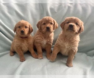 Golden Retriever Puppy for Sale in FAIR HAVEN, Michigan USA