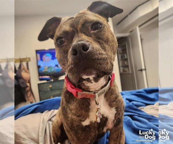Medium Photo #2 American Pit Bull Terrier-Unknown Mix Puppy For Sale in Washington, DC, USA