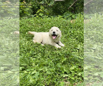 Small #2 Golden Retriever
