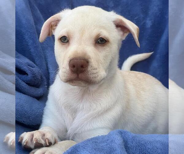 Medium Photo #4 Labrador Retriever-Unknown Mix Puppy For Sale in San Diego, CA, USA