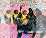 Small #3 Rottweiler