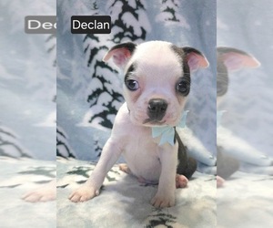 Boston Terrier Puppy for sale in MINERAL WELLS, WV, USA