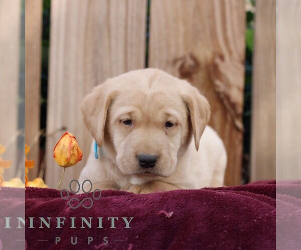 Medium Photo #5 Labrador Retriever Puppy For Sale in SHIPPENSBURG, PA, USA