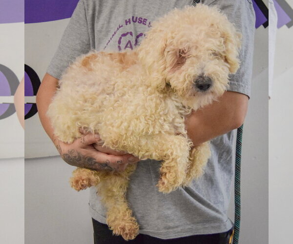 Medium Photo #2 Unknown-Wheaten Terrier Mix Puppy For Sale in Huntley, IL, USA