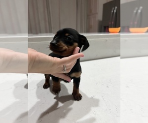 Dachshund Puppy for sale in GRANITE BAY, CA, USA