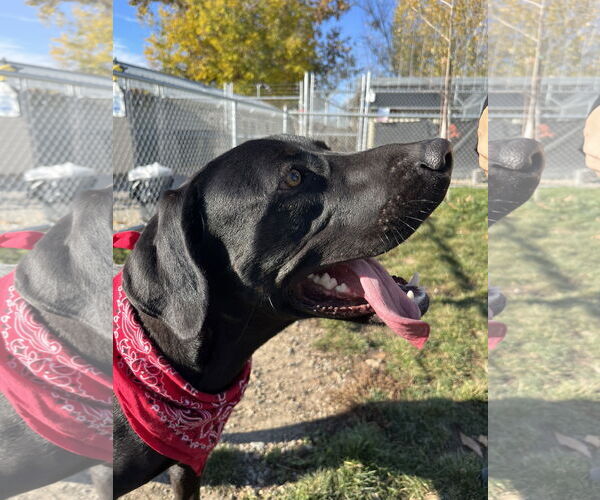 Medium Photo #1 Mutt Puppy For Sale in Emmett, ID, USA