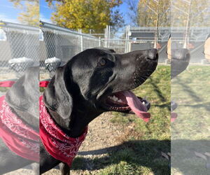 Mutt Dogs for adoption in Emmett, ID, USA