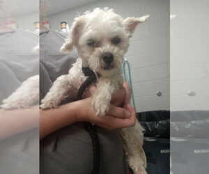 Maltese-Unknown Mix Dogs for adoption in Pierceton , IN, USA