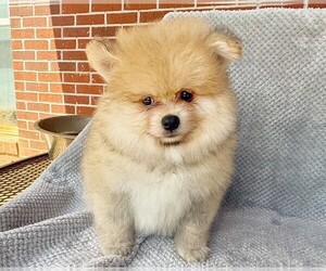 Pomeranian Puppy for sale in DAWSONVILLE, GA, USA