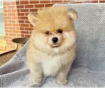 Image preview for Ad Listing. Nickname: TIMBER