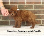 Small Poodle (Toy)