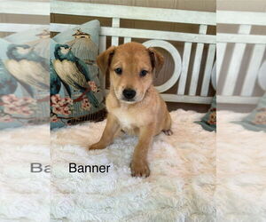 Mutt Dogs for adoption in Oak Bluffs, MA, USA
