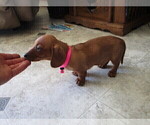 Small Photo #17 Dachshund Puppy For Sale in OWEN, WI, USA