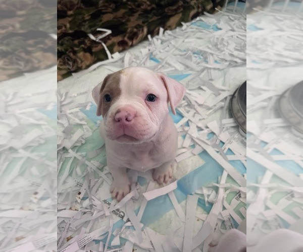 Medium Photo #2 American Bully Puppy For Sale in FRIDLEY, MN, USA