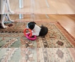 Small Photo #13 Boston Terrier Puppy For Sale in LIVERPOOL, TX, USA