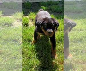 Rottweiler Puppy for Sale in BURTONSVILLE, Maryland USA