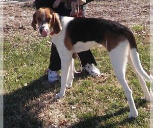 Duke - Male Treeing Walker Coonhound-Unknown Mix Dog for Adoption - Photo #12