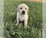 Puppy Scarlet Labrador Retriever